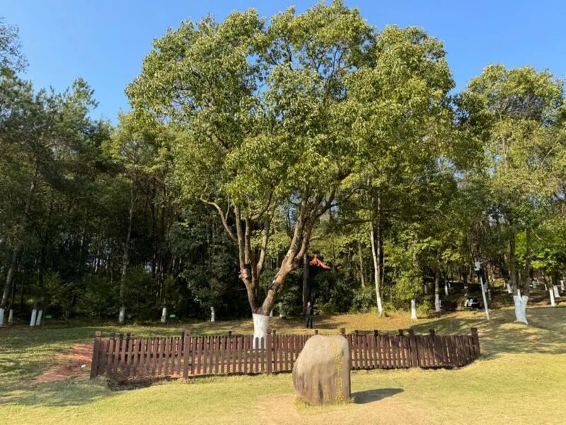 習(xí)近平同志為福建省長汀縣水土保持科教園捐種的香樟樹。圖源：學(xué)習(xí)時報
